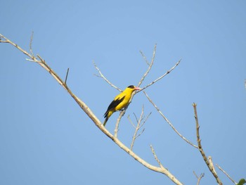 Black-naped Oriole フィリピン　ボホール Sat, 7/20/2019