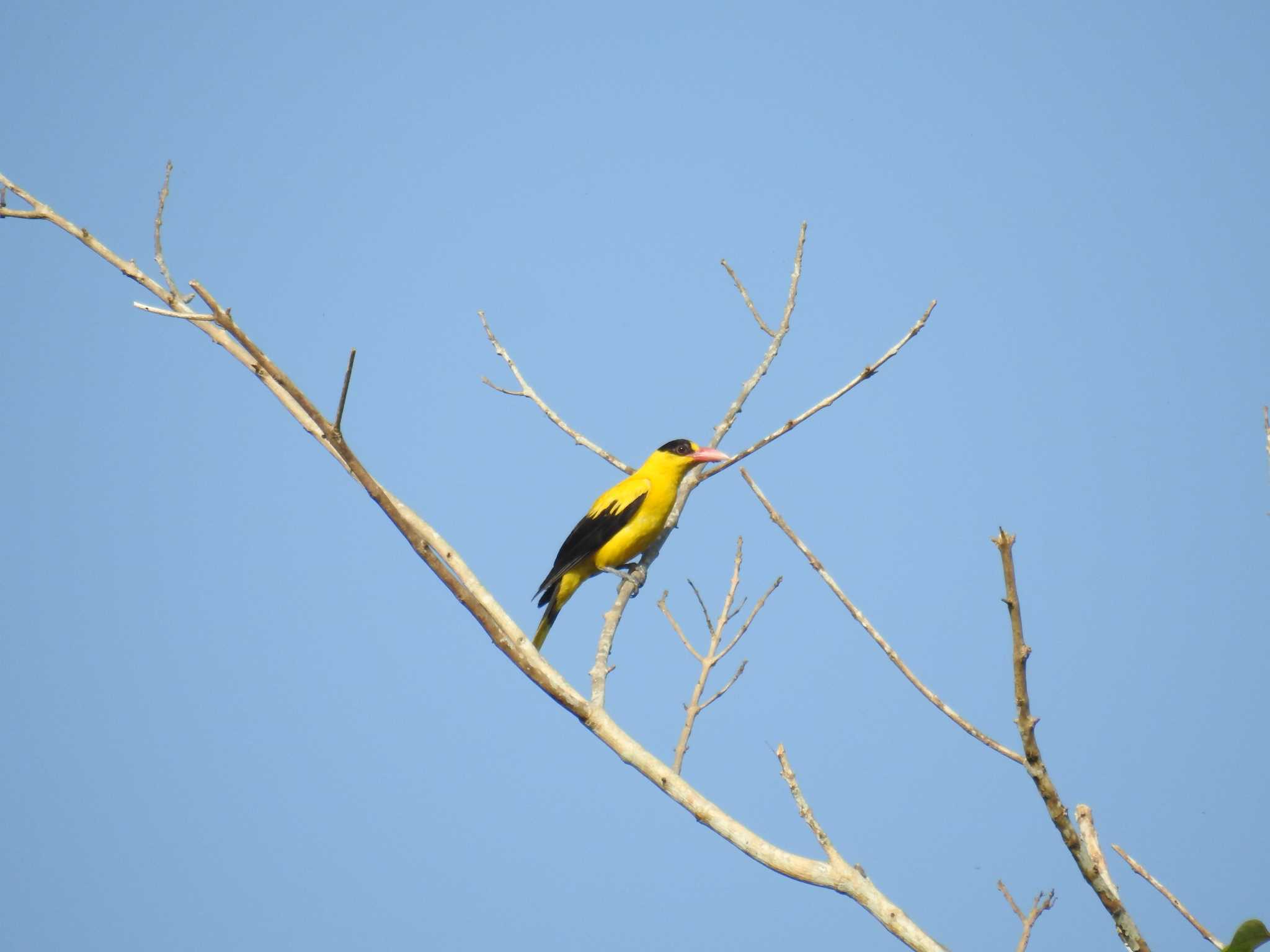 Black-naped Oriole