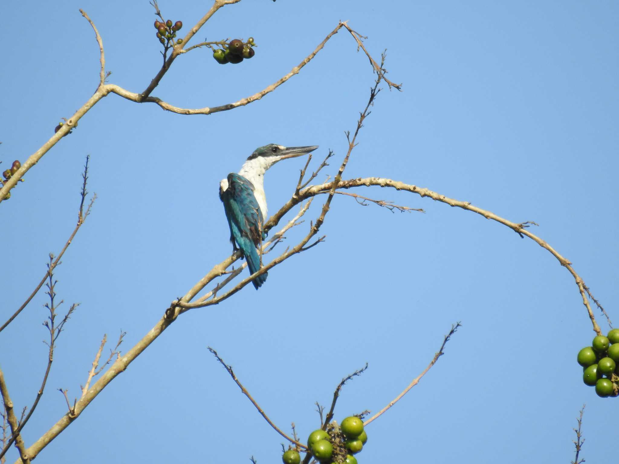 Photo of Collared Kingfisher at フィリピン　ボホール by でみこ