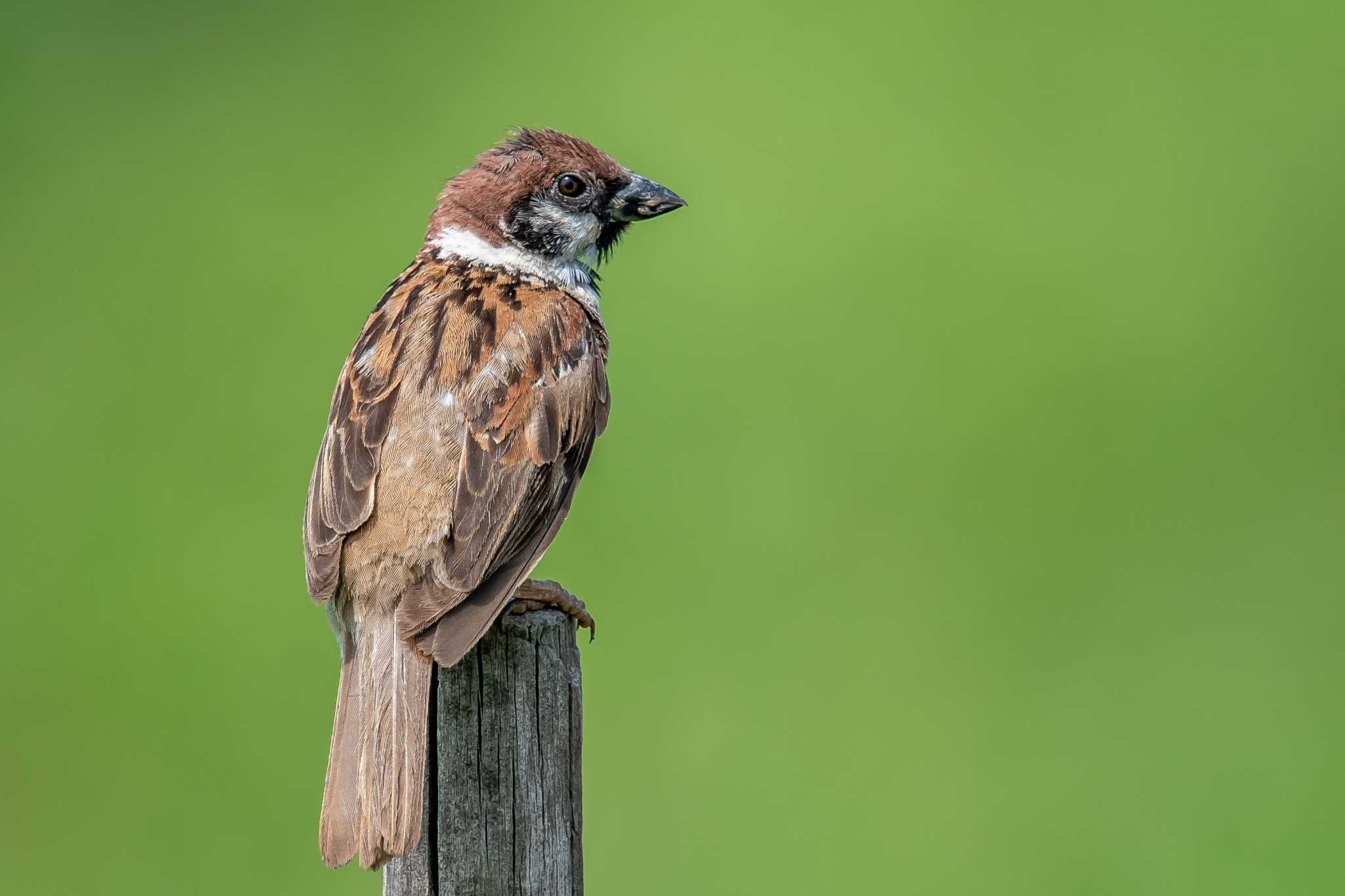 Photo of Eurasian Tree Sparrow at 明石市大久保町 by ときのたまお