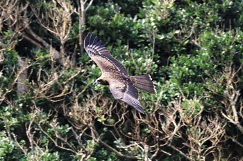 トビ 江ノ島 2019年8月2日(金)