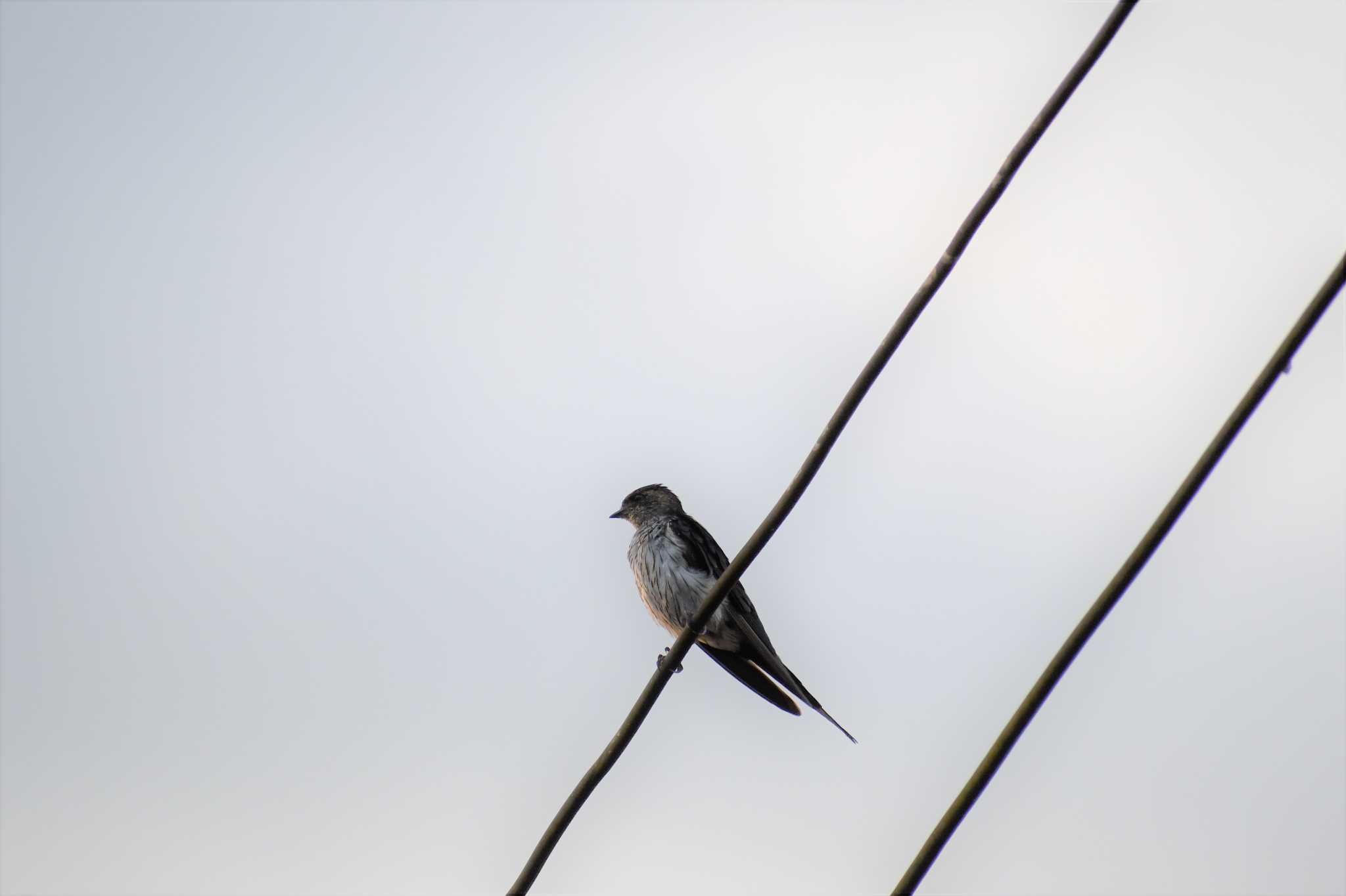 Striated Swallow