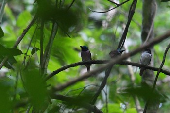 サマルモンツキヒロハシ ラジャ・シカチュナ国立公園 2019年7月20日(土)