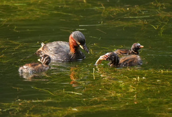 Little Grebe 井の頭恩賜公園 Mon, 7/29/2019