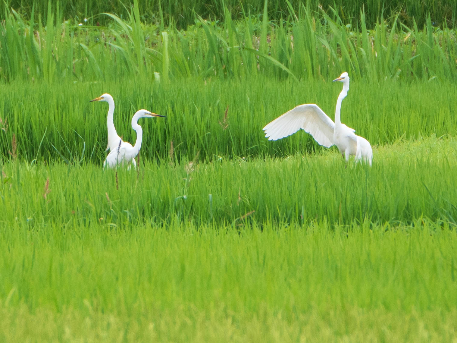 汐川干潟 チュウサギの写真 by ryokawameister