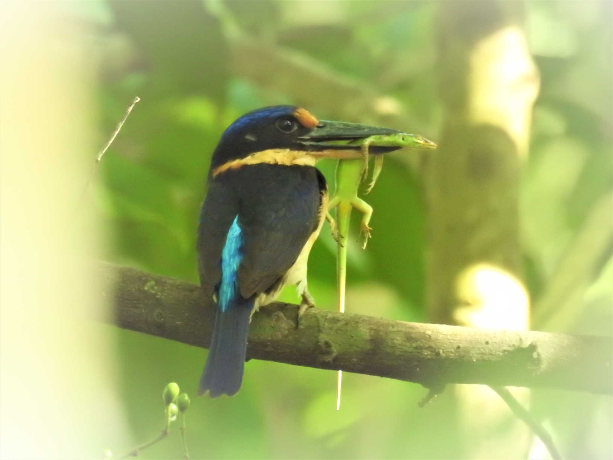 Winchell's Kingfisher