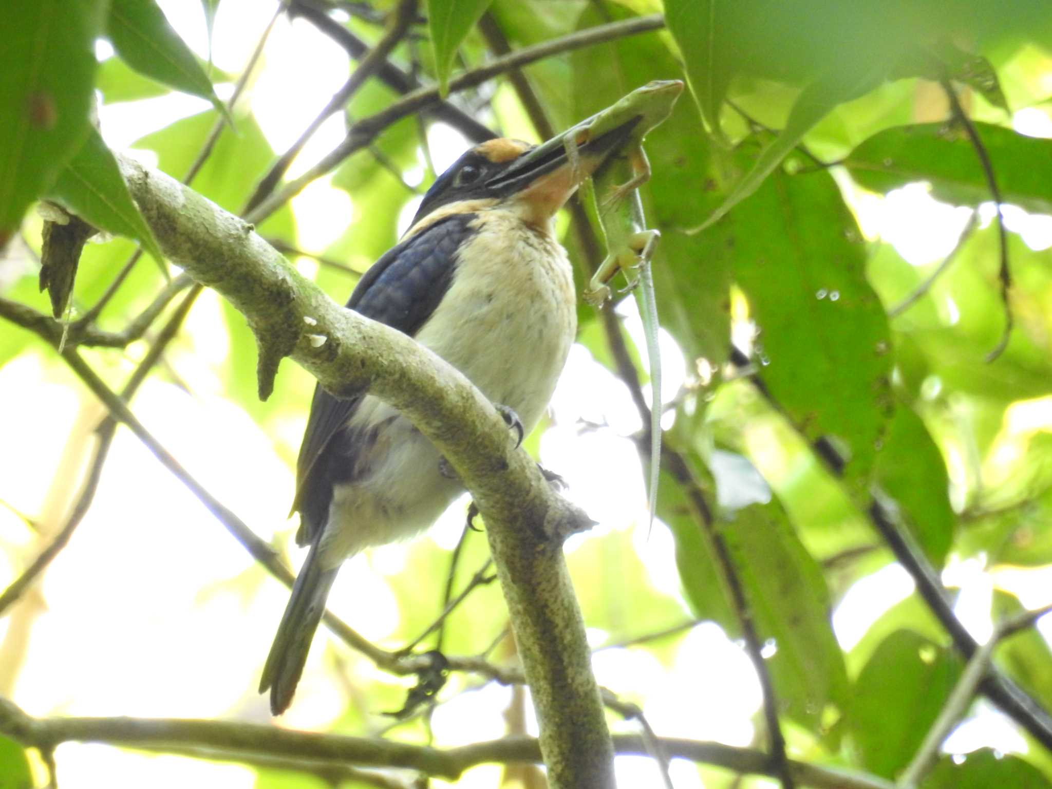 Photo of Winchell's Kingfisher at フィリピン　ボホール by でみこ