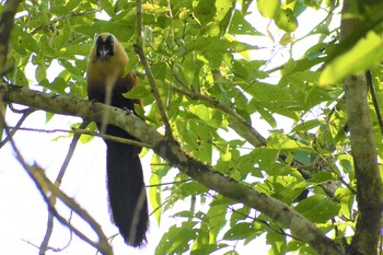 Black-faced Coucal