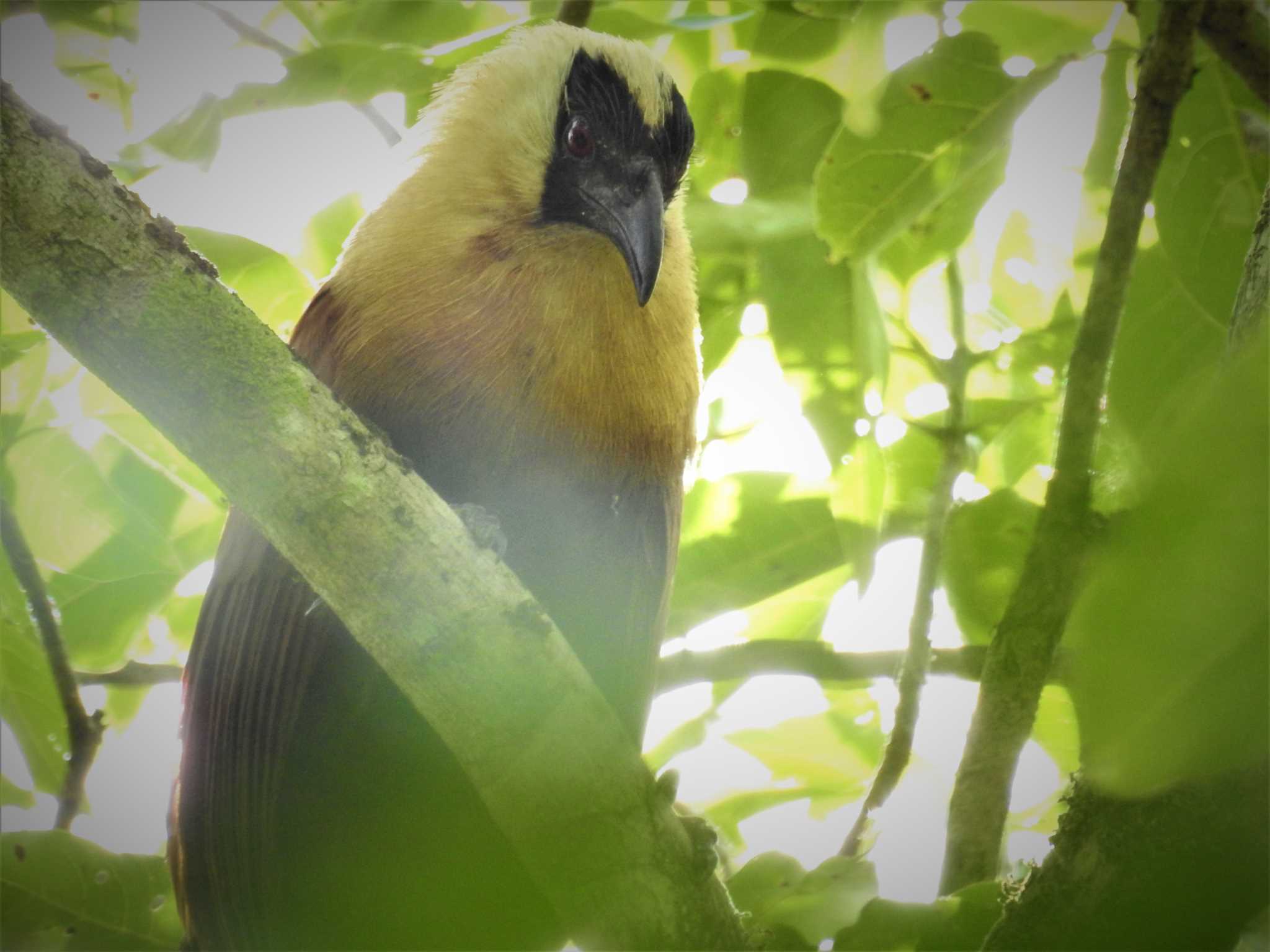 Black-faced Coucal