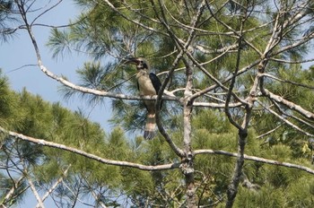 Samar Hornbill Raja Sikatuna National Park Sat, 7/20/2019