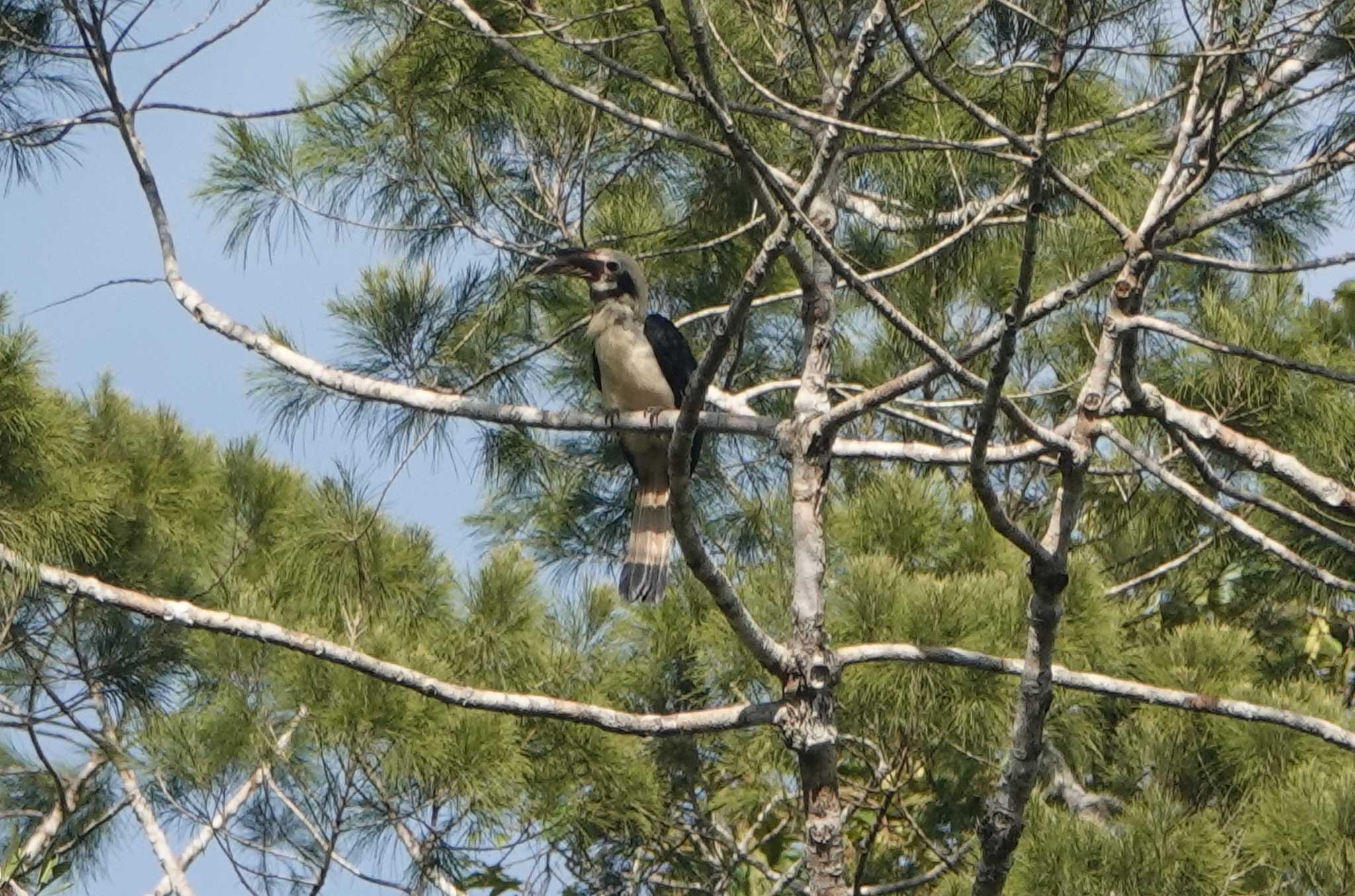 和名無しSamar Hornbill by Nozomu 