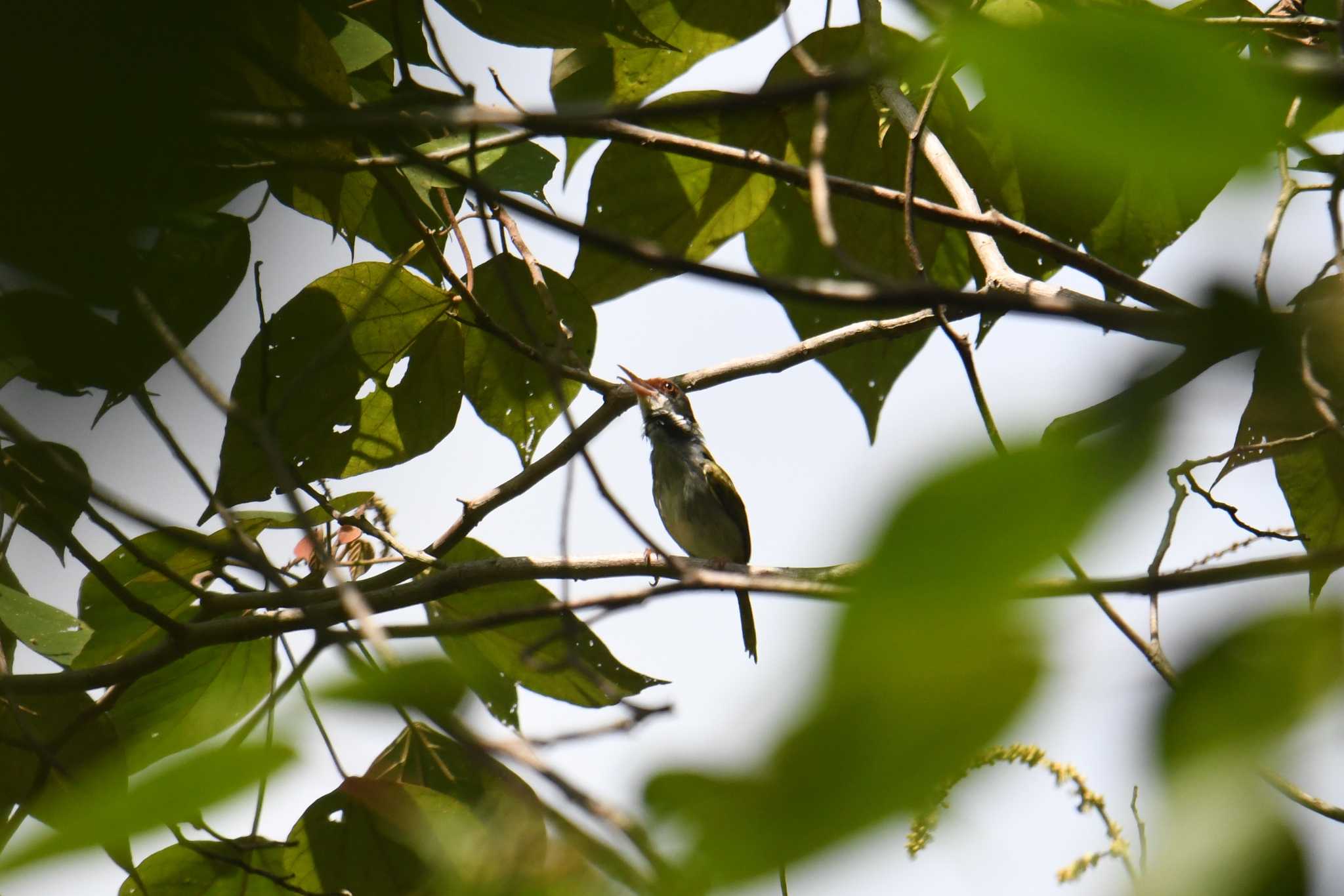 Photo of Rufous-fronted Tailorbird at Bilar by あひる