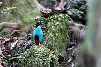 Azure-breasted Pitta Raja Sikatuna National Park Fri, 7/19/2019