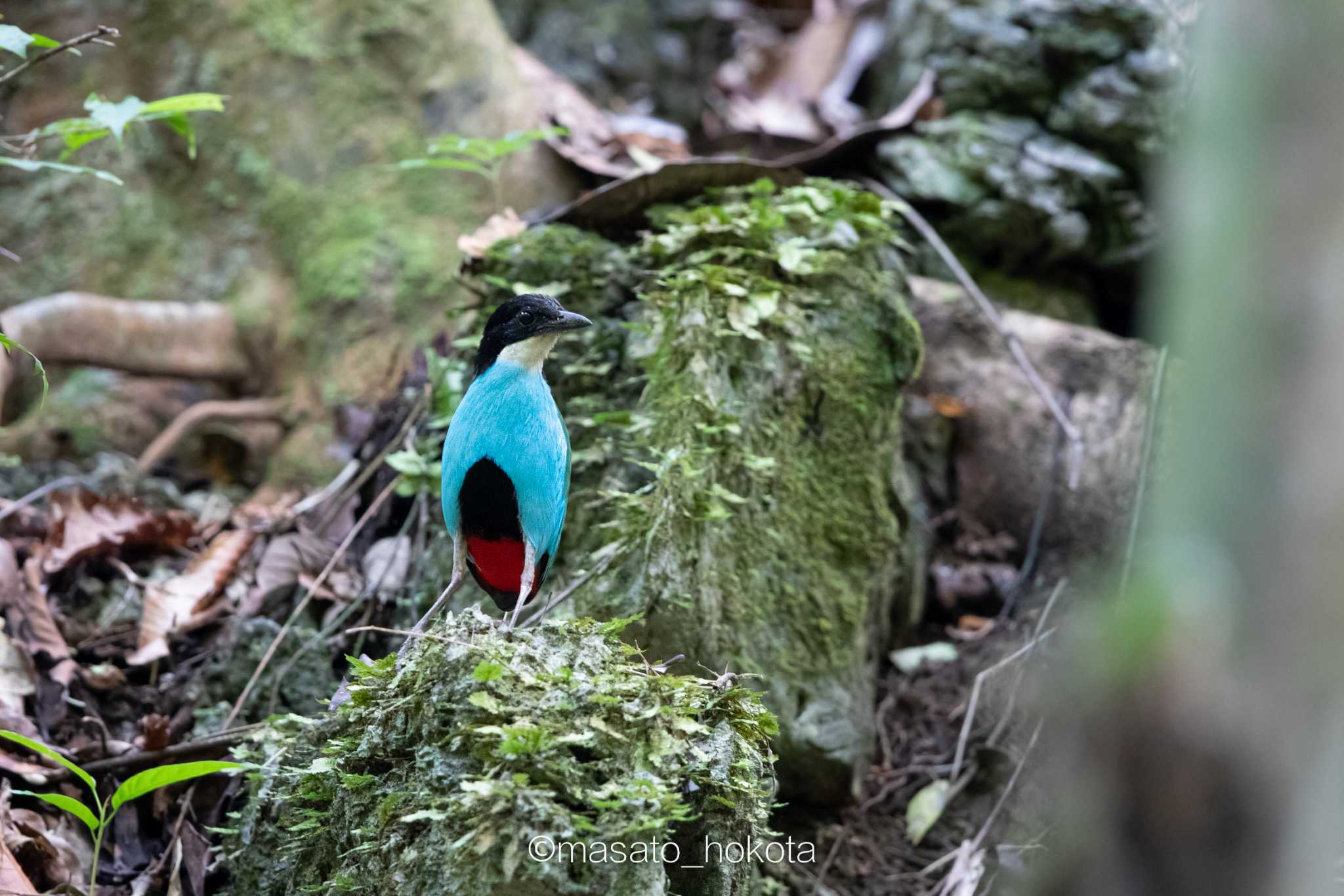 Azure-breasted Pitta