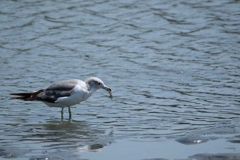 Sat, 8/3/2019 Birding report at Tokyo Port Wild Bird Park