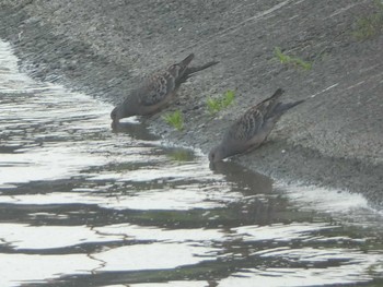 2019年8月3日(土) 相模原沈殿池の野鳥観察記録