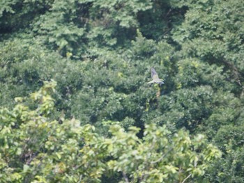 2019年8月3日(土) 湘南平の野鳥観察記録