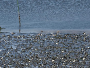 Siberian Sand Plover Yatsu-higata Sat, 8/3/2019