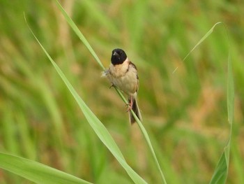 Ochre-rumped Bunting 妙岐ノ鼻 Wed, 7/31/2019