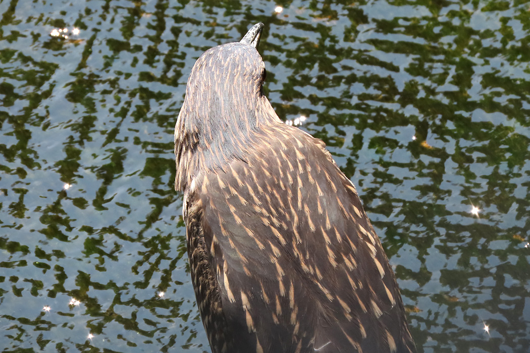 葛西臨海公園 ゴイサギの写真 by ぴくるす