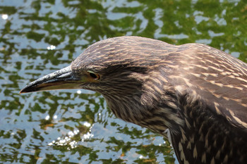 ゴイサギ 葛西臨海公園 2019年8月3日(土)