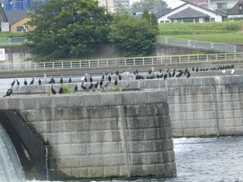 カワウ 多摩川二ヶ領宿河原堰 2019年8月3日(土)