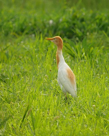 アマサギ 千葉県野田市 2019年8月3日(土)