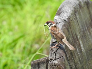 2019年7月28日(日) 豊橋の野鳥観察記録