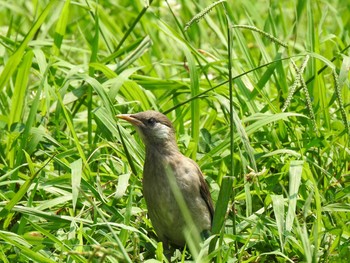 ムクドリ 豊橋 2019年7月28日(日)