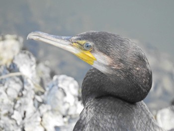 2019年7月29日(月) 豊橋の野鳥観察記録