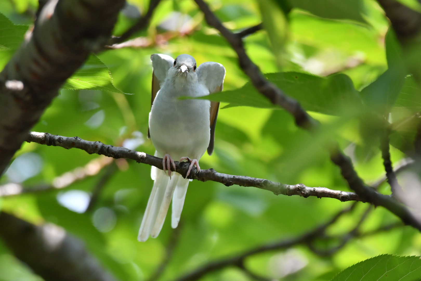  ウスユキバトの写真 by 倶利伽羅