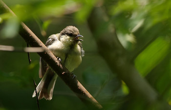 Japanese Tit Chikozan Park Tue, 7/30/2019