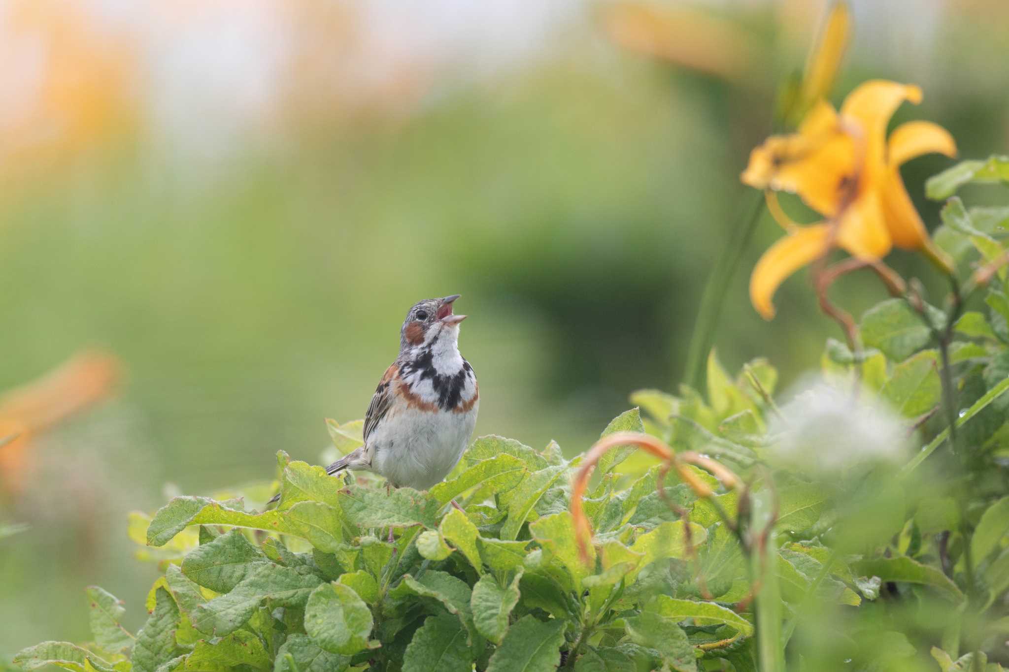 ニッコウキスゲに向かって鳴いてます by good!tk