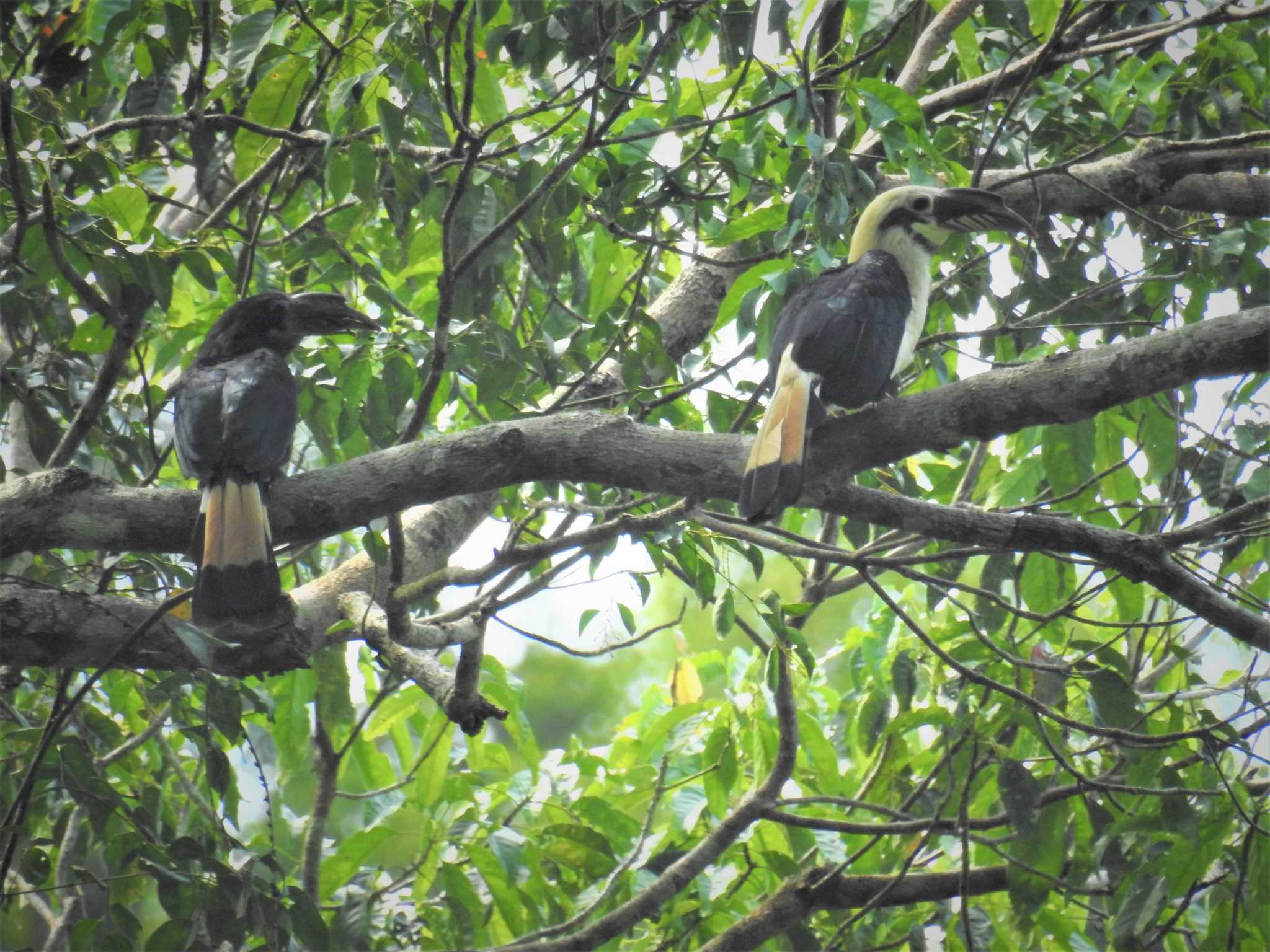 フィリピン　ボホール Samar Hornbillの写真 by でみこ