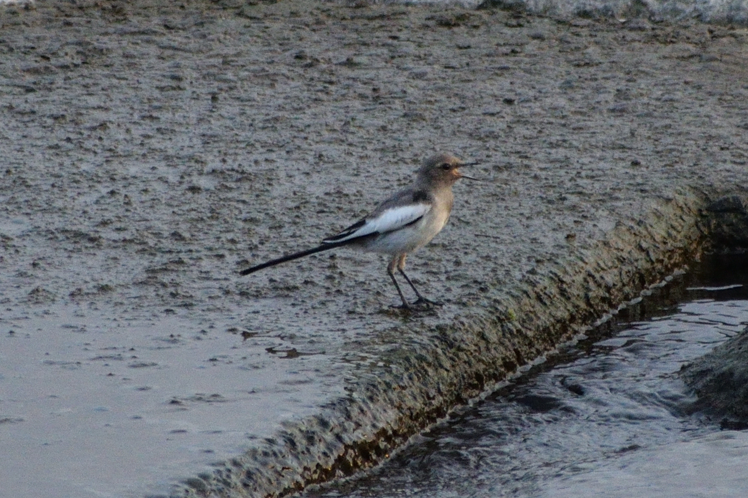 Japanese Wagtail