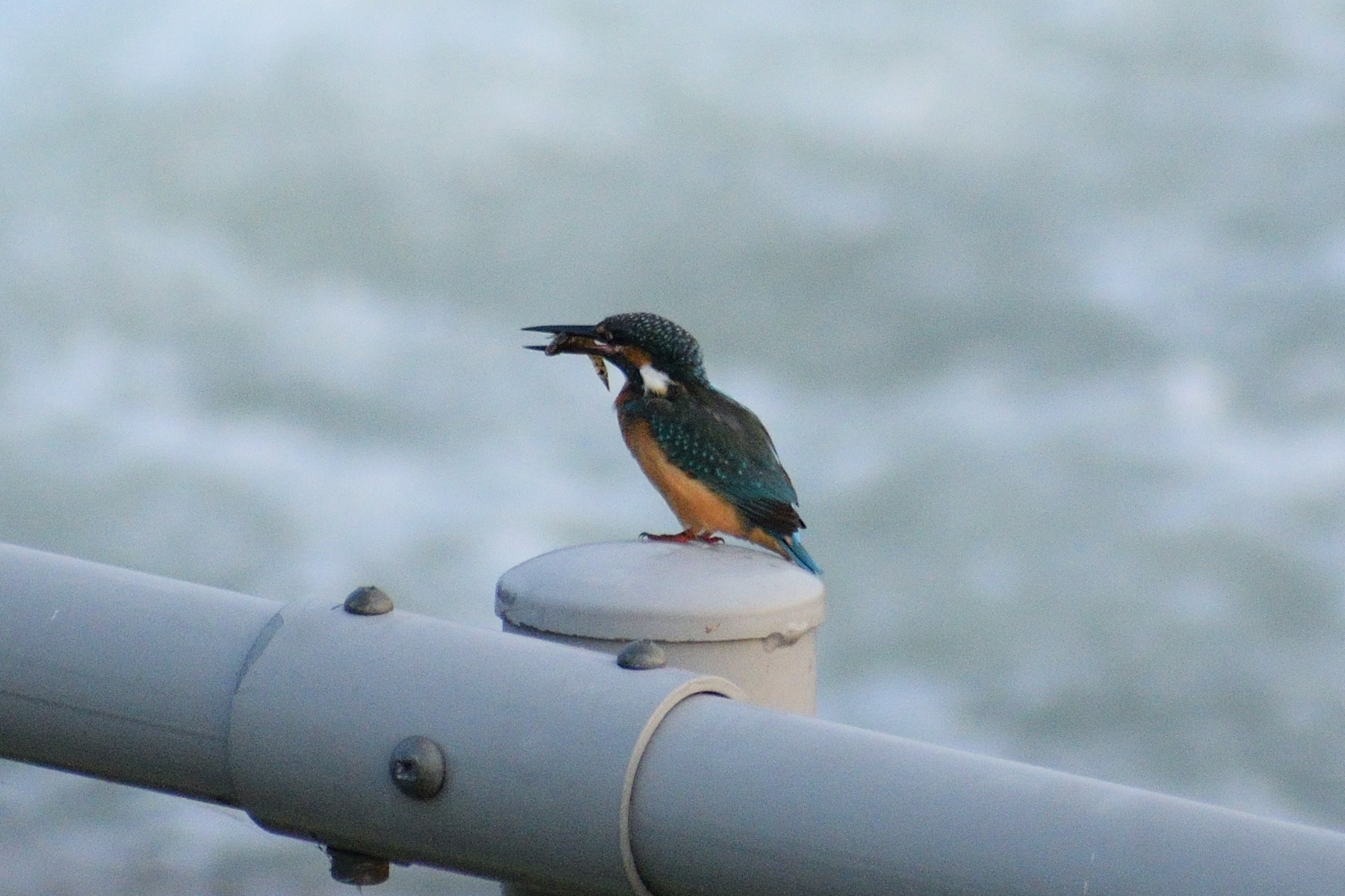 Common Kingfisher