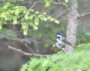 ヒガラ 奥庭荘(富士山) 2019年8月3日(土)