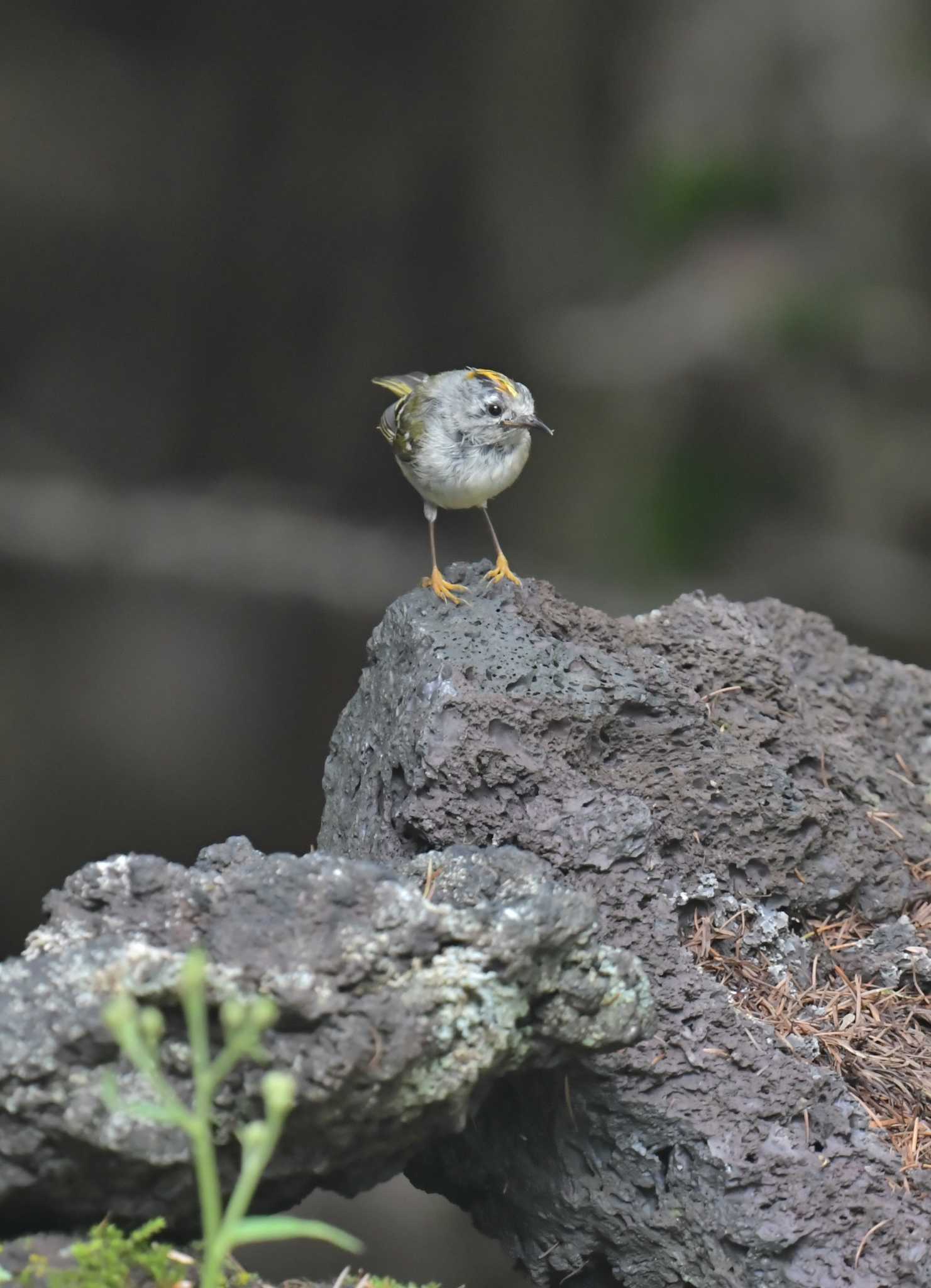 Photo of Goldcrest at Okuniwaso(Mt. Fuji) by GIGI