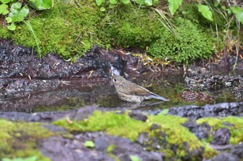 ルリビタキ 奥庭荘(富士山) 2019年8月3日(土)