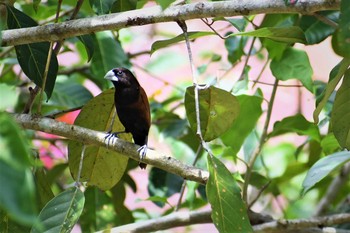 Chestnut Munia フィリピン　ボホール Mon, 7/22/2019