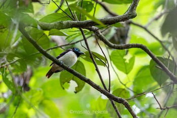 Visayan Broadbill Raja Sikatuna National Park Sat, 7/20/2019