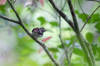 Visayan Broadbill Raja Sikatuna National Park Sat, 7/20/2019