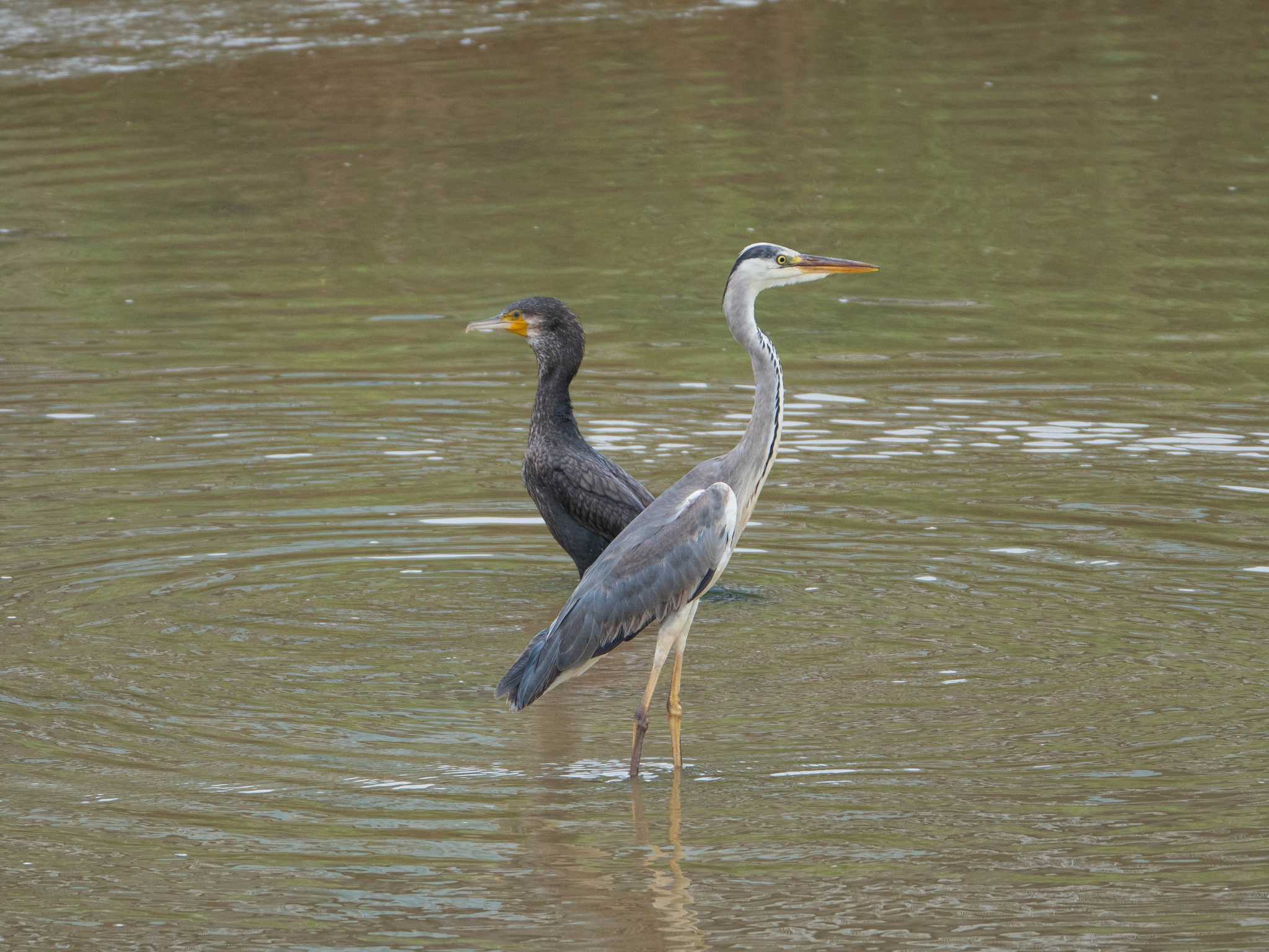 Photo of Grey Heron at Shiokawa Tidalflat by ryokawameister