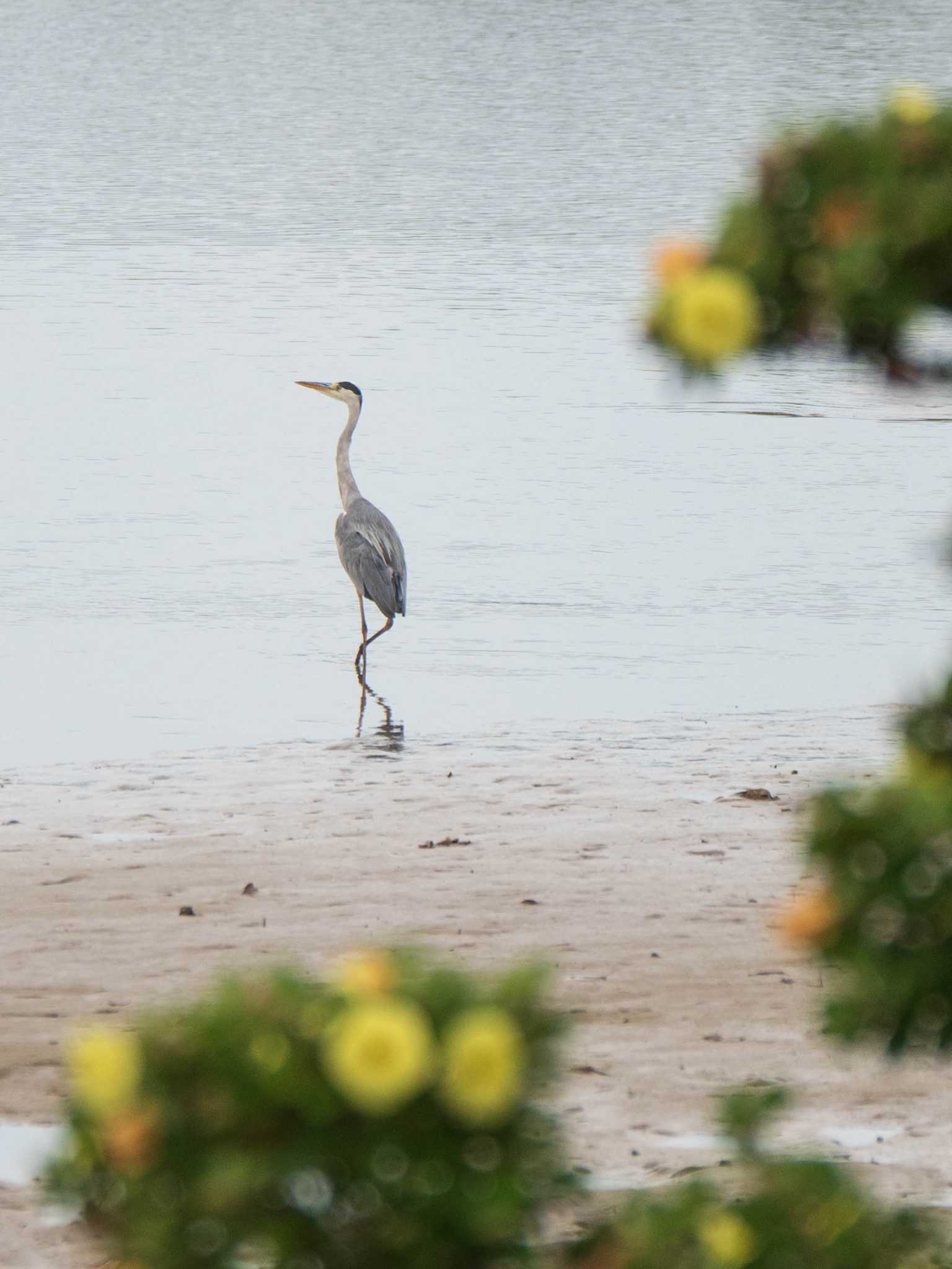 Photo of Grey Heron at Shiokawa Tidalflat by ryokawameister