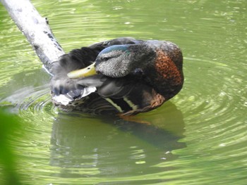 Mallard Nishioka Park Sun, 8/4/2019