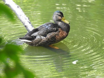 Mallard Nishioka Park Sun, 8/4/2019