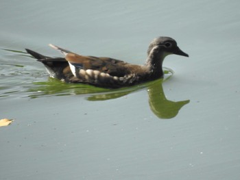 Mandarin Duck Nishioka Park Sun, 8/4/2019