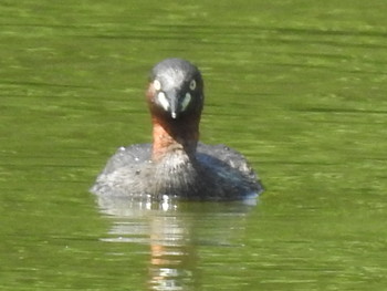 Little Grebe Nishioka Park Sun, 8/4/2019