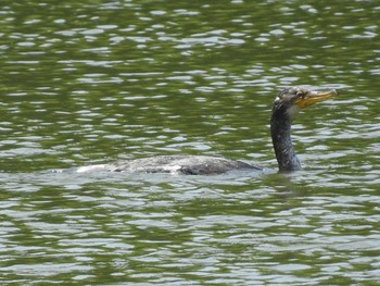 Japanese Cormorant Nishioka Park Sun, 8/4/2019