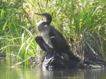 Japanese Cormorant Nishioka Park Sun, 8/4/2019